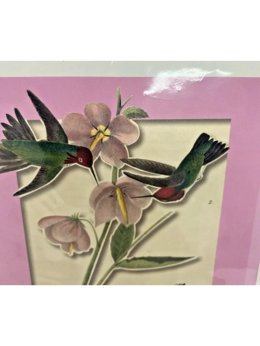 Metropolitan Museum of Art Audubon Birds Pop Up Notecards & Envelopes Set 8